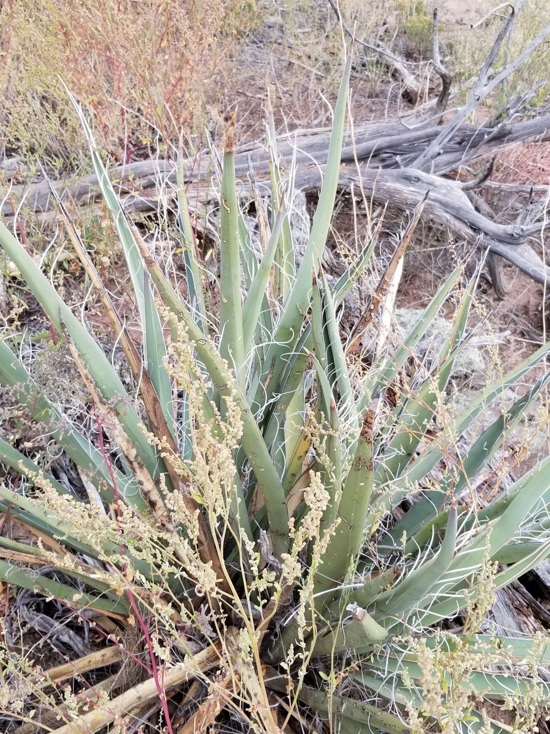 Bandalier National Monument 